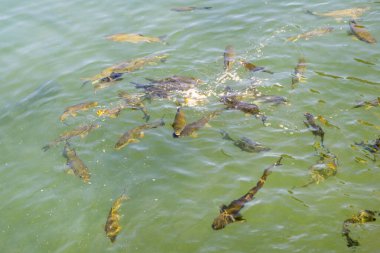 Balık Gölü (Balikli Gol), Sanliurfa, Türkiye