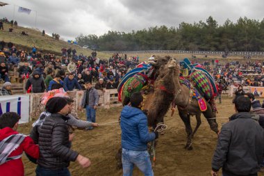 Selcuk, Türkiye - 15 Ocak 2017: Selcuk Arena 'da develer güreşiyor, Selcuk Efes Deve güreşi festivali Türkiye' nin Aydın kentinde popüler bir turizm merkezi.