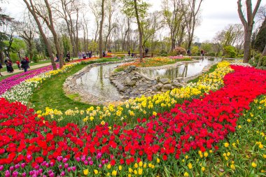 İstanbul, Emirgan Parkı 'ndan gelen Lale Festivali sırasında havuz etrafında renkli lalelerle güzel bir manzara. İstanbul 'un turistik lale bahçesinin en iyi ziyaret yeri. 