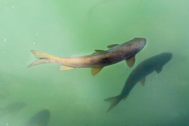 Balık Gölü (Balikli Gol), Sanliurfa, Türkiye