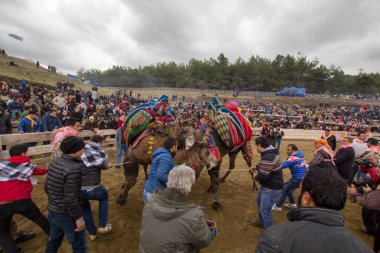 Selcuk, Türkiye - 15 Ocak 2017: Selcuk Arena 'da develer güreşiyor, Selcuk Efes Deve güreşi festivali Türkiye' nin Aydın kentinde popüler bir turizm merkezi.