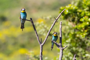 Avrupa arı yiyici (Merops apiaster). Cennet kuşları, gökkuşağı renkleri 