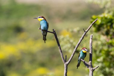 Avrupa arı yiyici (Merops apiaster). Cennet kuşları, gökkuşağı renkleri 