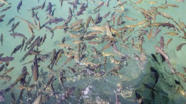 Balık Gölü (Balikli Gol), Sanliurfa, Türkiye