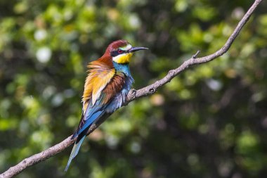 Avrupa arı yiyici (Merops apiaster). Cennet kuşu, gökkuşağı renkleri 