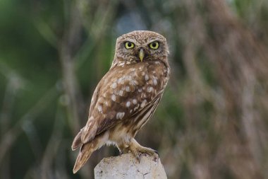 Küçük Baykuş Güzel gözler