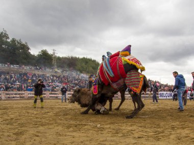 Selcuk, Türkiye - 15 Ocak 2017: Selcuk Arena 'da develer güreşiyor, Selcuk Efes Deve güreşi festivali Türkiye' nin Aydın kentinde popüler bir turizm merkezi.