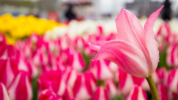Beautiful Tulips Top View Garden — Stock Photo, Image
