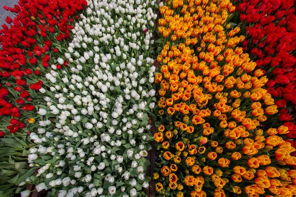 Hermoso Tulipanes Vista Superior Jardín —  Fotos de Stock