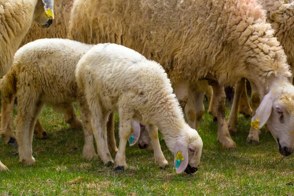 Eid Festival Sacrifices Média Turca Kurban Bayrami Icin Hayvanlar — Fotografia de Stock