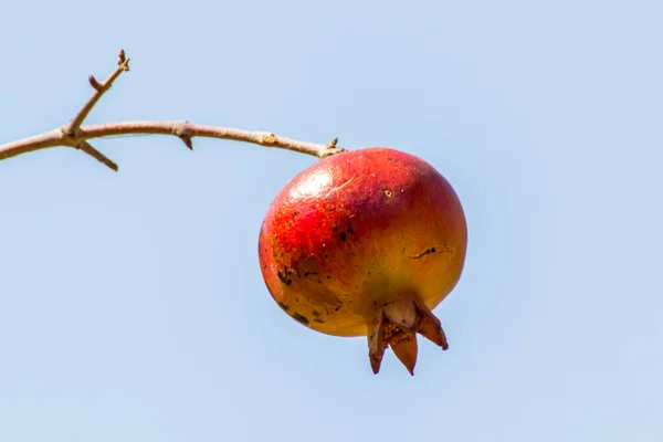 Vue Près Beaux Fruits Grenade Mûrs Sains Sur Une Branche — Photo