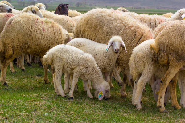 Eid Festival Sacrifices Média Turca Kurban Bayrami Icin Hayvanlar — Fotografia de Stock