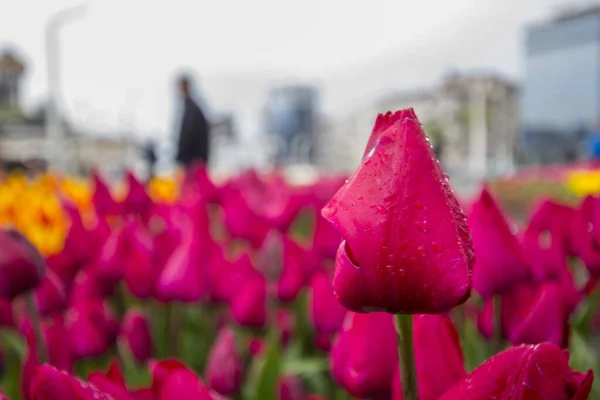 Schöne Tulpen Von Oben Blick Garten — Stockfoto