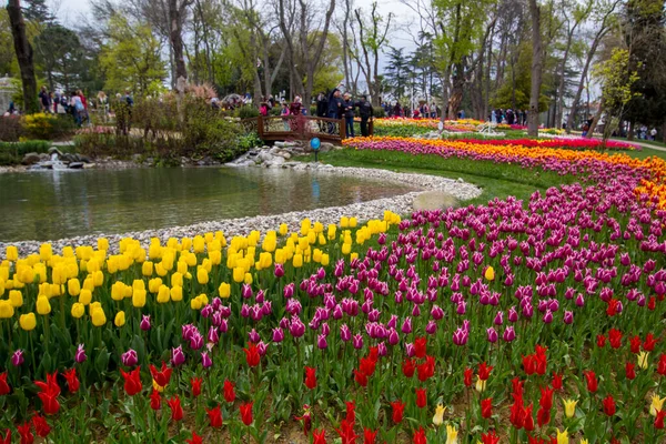 Istanbul Schöne Aussicht Mit Bunten Tulpen Rund Pool Während Des — Stockfoto