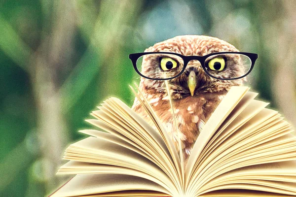 An owl animal with glasses is reading a book in the woods for an education or school concept.