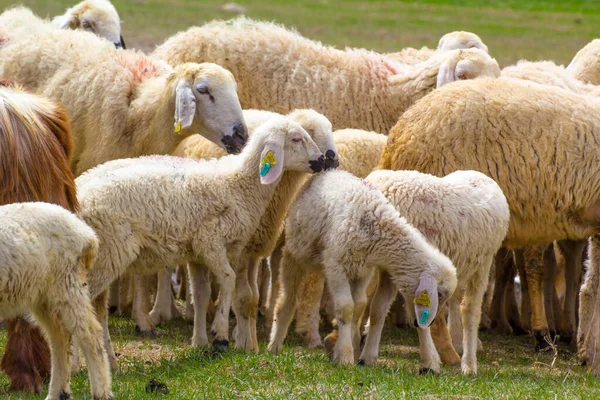 Eid Festival Sacrifices Média Turca Kurban Bayrami Icin Hayvanlar — Fotografia de Stock