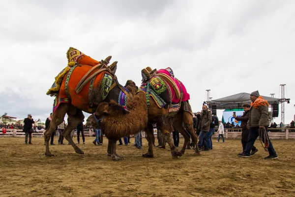 Selcuk Turquía Enero 2017 Camellos Están Luchando Selcuk Arena Selcuk —  Fotos de Stock