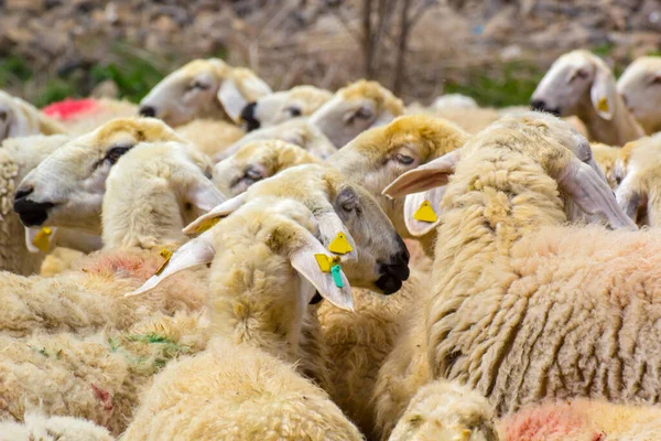 Eid Festival Sacrifices Média Turca Kurban Bayrami Icin Hayvanlar — Fotografia de Stock