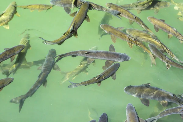 Lago Los Peces Balikli Gol Sanliurfa Turquía —  Fotos de Stock