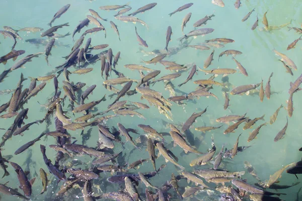 Fish Lake Balikli Gol Sanliurfa Turkey — Stock Photo, Image