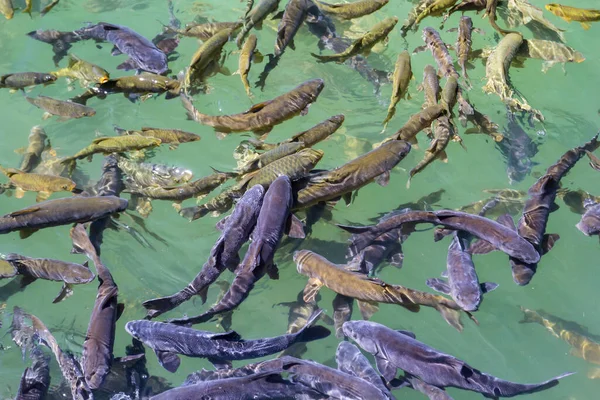 Риба Озера Balikli Gol Sanliurfa Туреччина — стокове фото