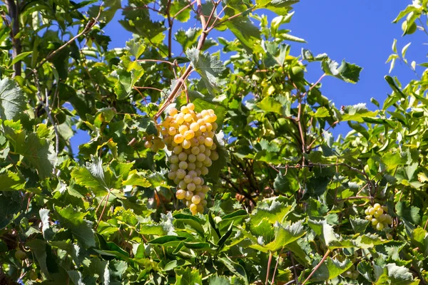 Виноград Дереві Природному Фоні — стокове фото
