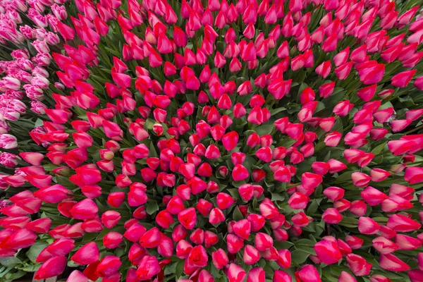 Bellissimo Giardino Tulipani Vista Dall Alto — Foto Stock