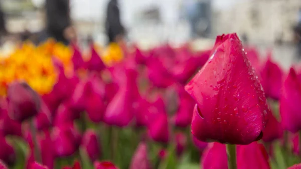 Bonito Tulipas Vista Superior Jardim — Fotografia de Stock