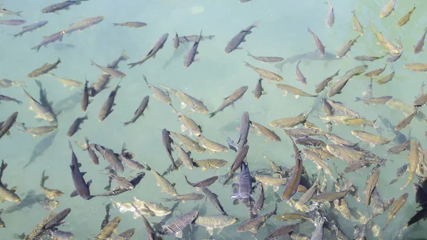 Fish Lake Balikli Gol Sanliurfa Turkey — 图库照片