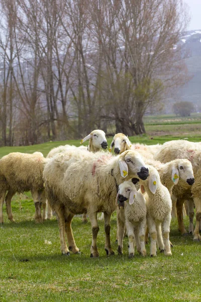 Festival Eid Sacrifices Significado Turco Kurban Bayrami Icin Hayvanlar — Foto de Stock