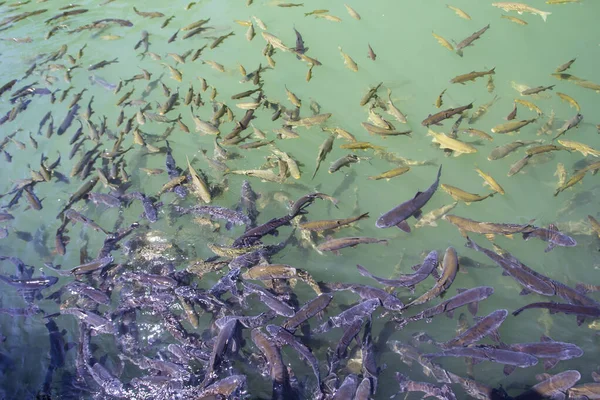 Rybí Jezero Balikli Gol Sanliurfa Turecko — Stock fotografie