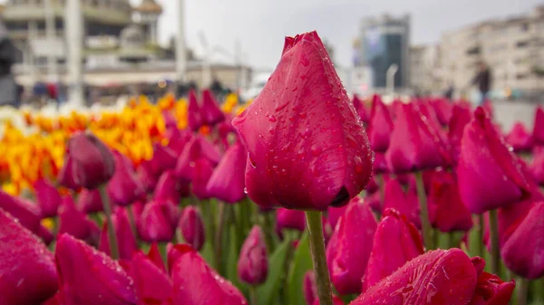 Belle Tulipes Vue Sur Jardin — Photo