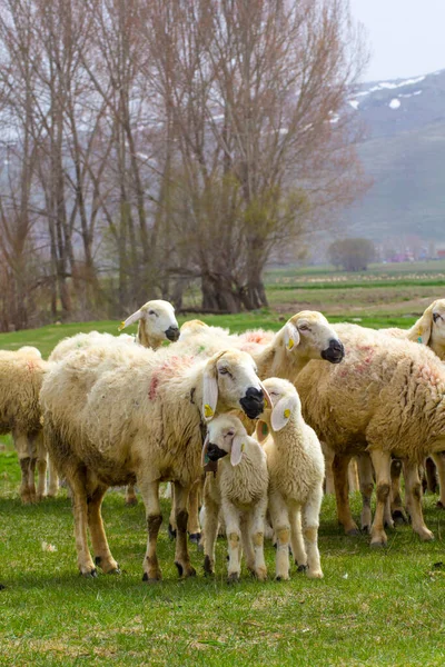 Festival Eid Sacrifices Significado Turco Kurban Bayrami Icin Hayvanlar — Foto de Stock