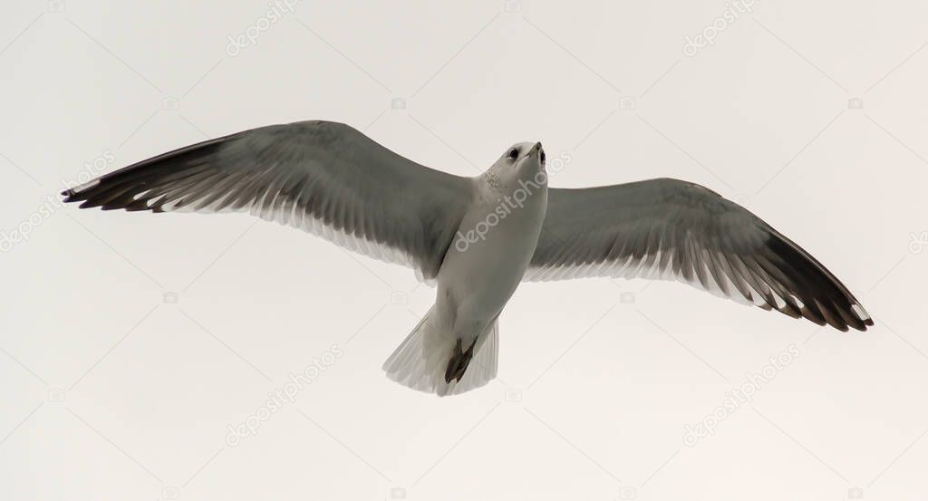 seagull flying on background, close up