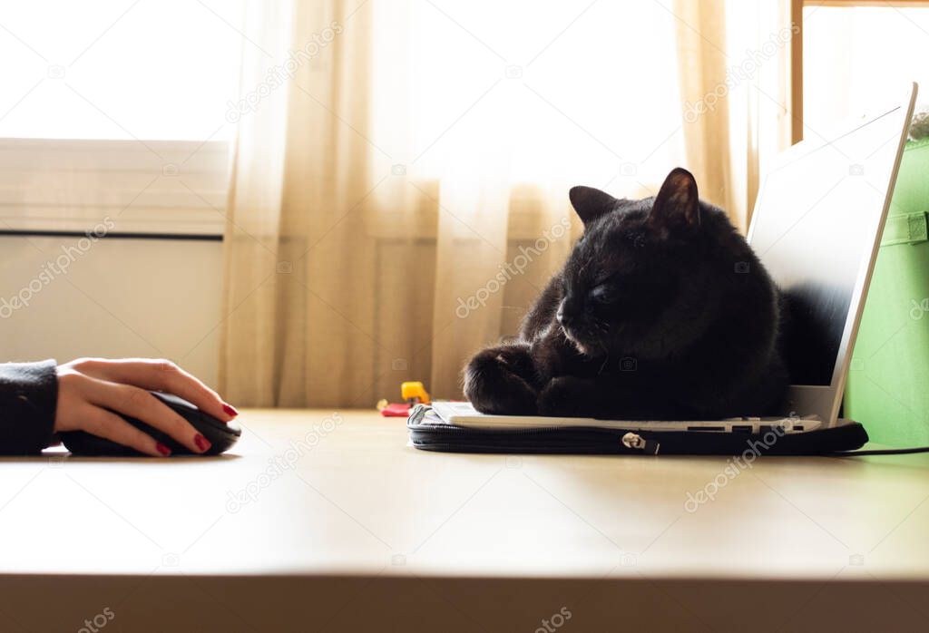 Photography of a student desktop with a cat sleeping on the laptop's keyboard.Quarantine.