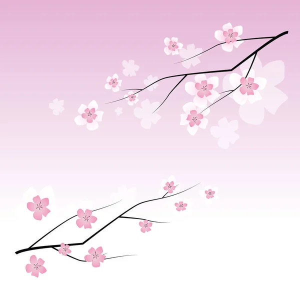 Sakura, pembe bir gradyan karşısında pembe taç yapraklarıyla dallarda çiçek açar.