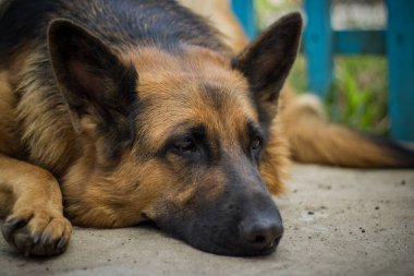 Üzgün köpek evde dinleniyor.