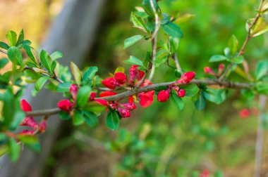 Peyzaj tasarımında Japon ayvası. Kırmızıyla açan bir ağaç.
