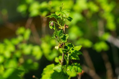 Frenk üzümü dalında arı