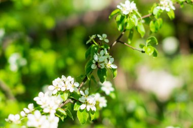 Çiçekli armut dalında bir arı