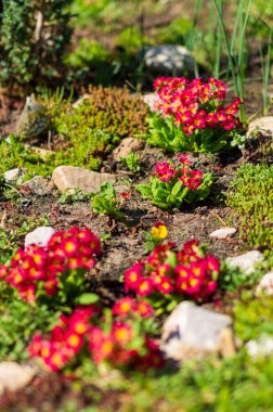 peyzaj tasarımında kırmızı çuha çiçeği