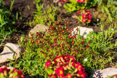 Arves 'in kırmızı çuha çiçeği ve saksafonu çiçek tarhında.