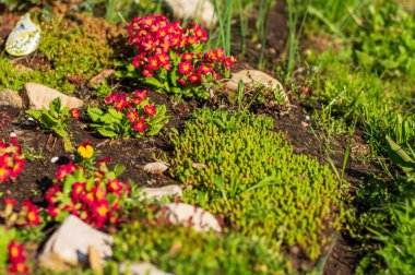 Ahududu çuha çiçekli sedum.