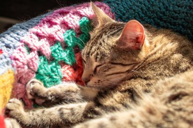 Ekoseli yeşil gözlü gri kedi.