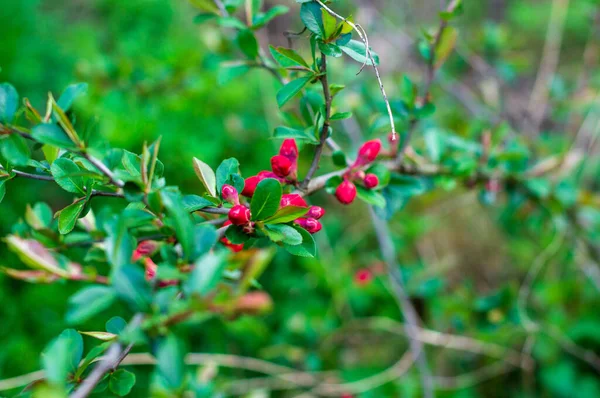 Japanese Quince Landscape Design Tree Blooms Red — Stock Photo, Image