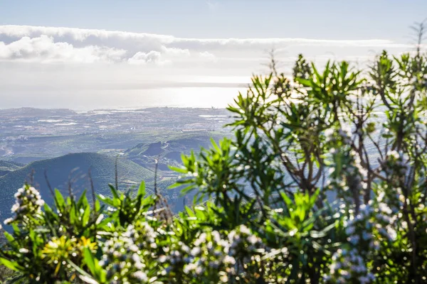 Ağaçlı manzara manzarası