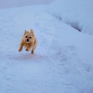 Karda koşan küçük köpek Norwich Teriyeri