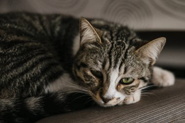 Evdeki küçük sevimli kedi. 