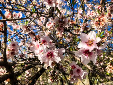 Ağaçtaki kiraz çiçekleri