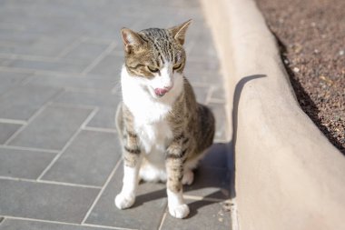 Farklı tat ve meyveli yemek tabağı.